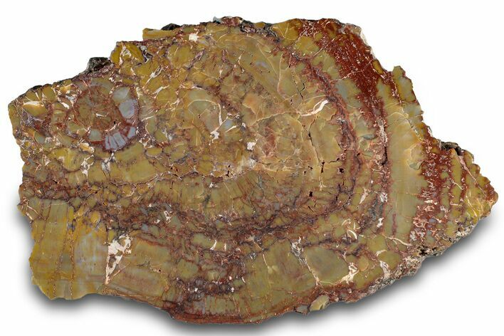 Polished Petrified Wood (Araucarioxylon) - Arizona #305316